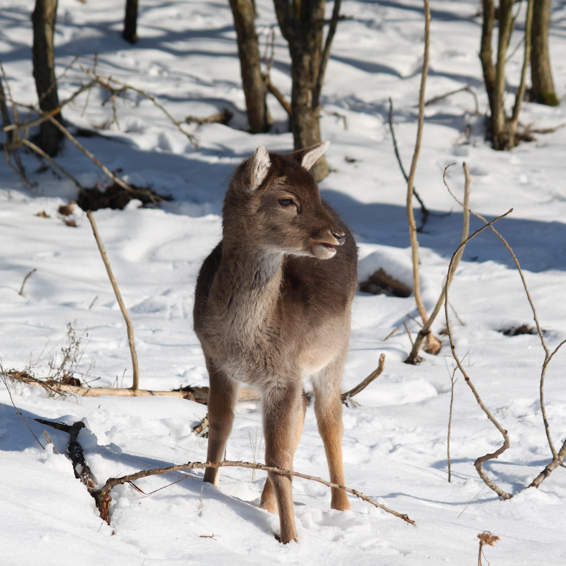 Bambi in de sneeuw